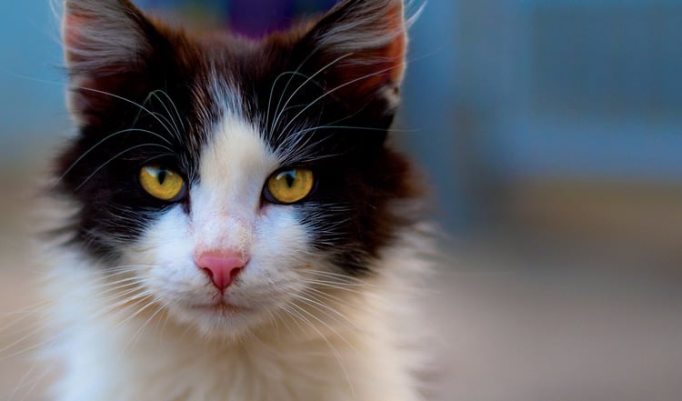 Eifersucht bei Katzen
