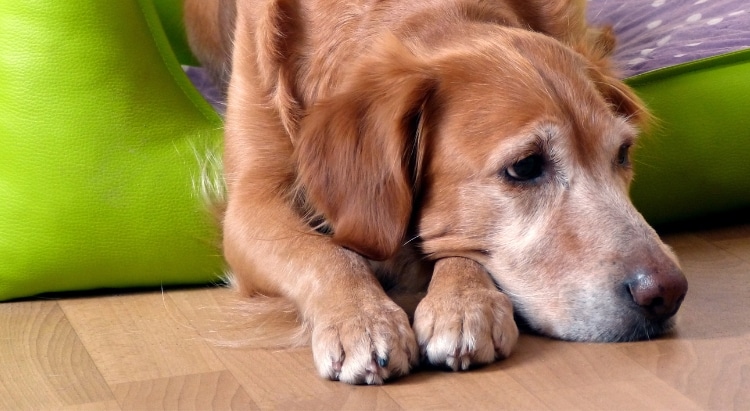 Alter Hund frisst nicht mehr: Ernährung für alte Hunde
