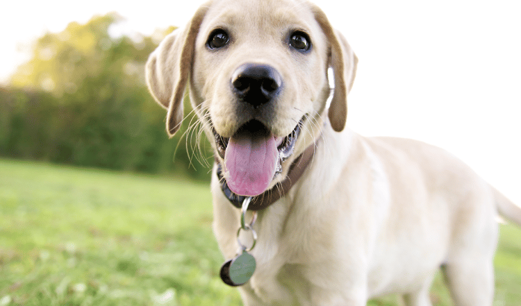 Ein Welpe als neues Familienmitglied: Schalfmangel, Stubenreinheit, Spazierengehen
