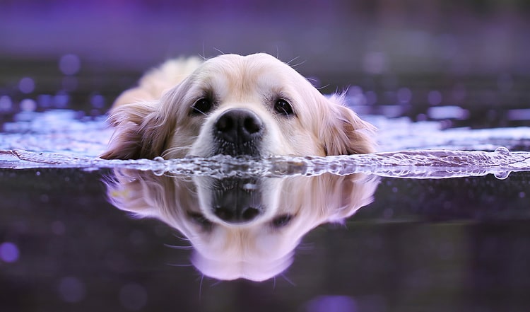 Hundstage – wie Vierbeiner die heißen Temperaturen vertragen