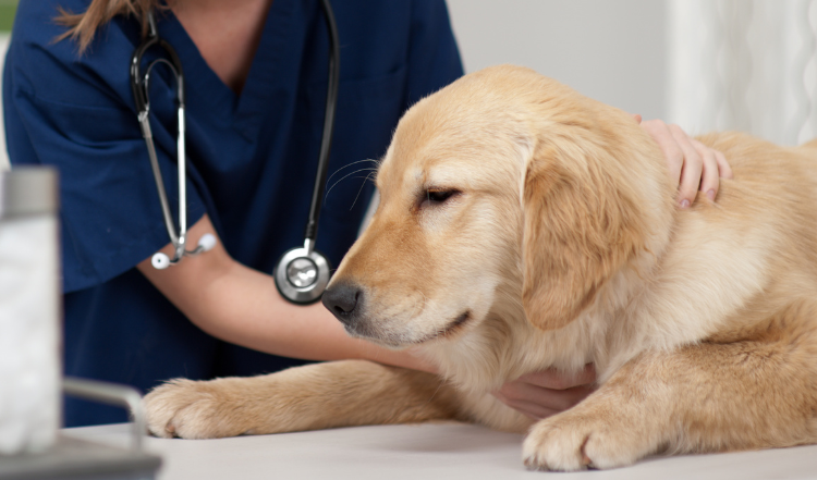 Typische Hundekrankheiten