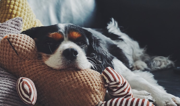 Magendrehung beim Hund