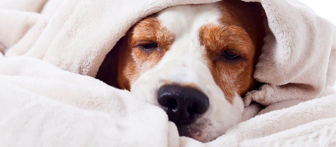 Symptome bei einer Magenschleimhautentz&uuml;ndung: Tr&auml;gheit und Bewegungsunlust