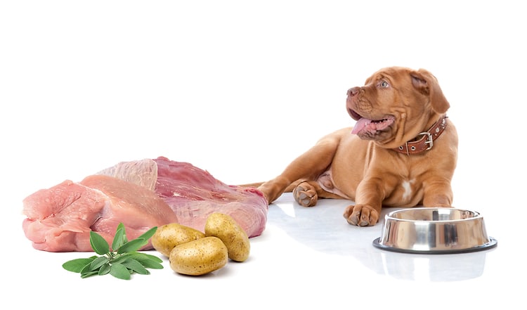 BARF für gesunde Gelenke