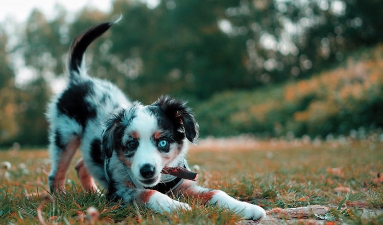 Körpersprache von Hunden richtig deuten
