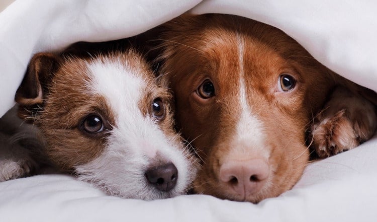 Können sich Hunde ineinander verlieben?