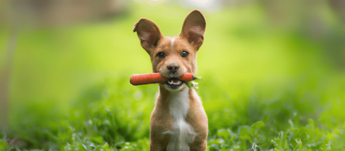 Welpe mit M&ouml;hre im Maul Im Gr&uuml;nen
