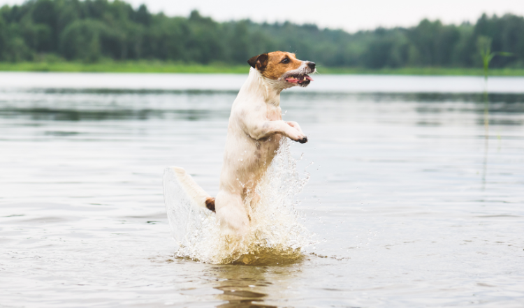 Ab ins Wasser! Was Du beim Baden mit Hund beachten solltest