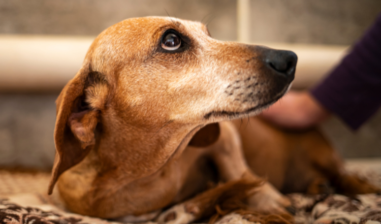Ernährung für Hunde mit Diabetes