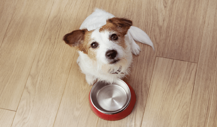 Welches Fleisch eignet sich fürs Barfen?
