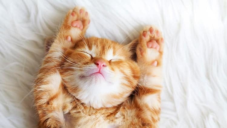 BARF für Kitten: Rohfütterung bei jungen Kätzchen