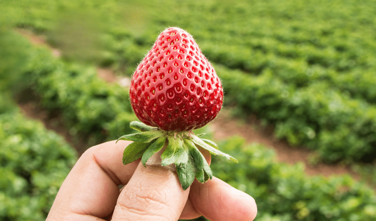 Saisonales Obst und Gemüse für Hunde im Sommer