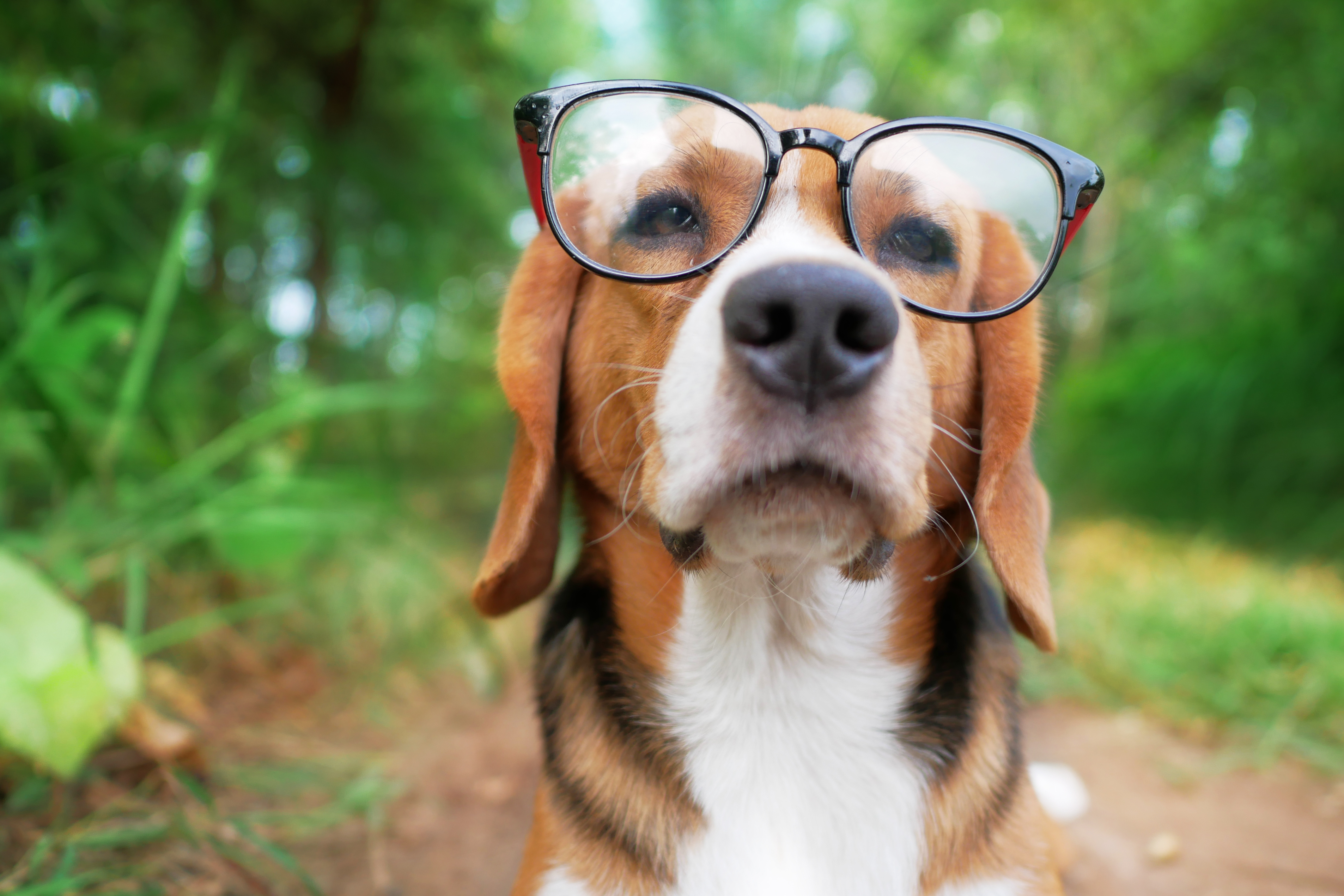 Testartikel für Hunde