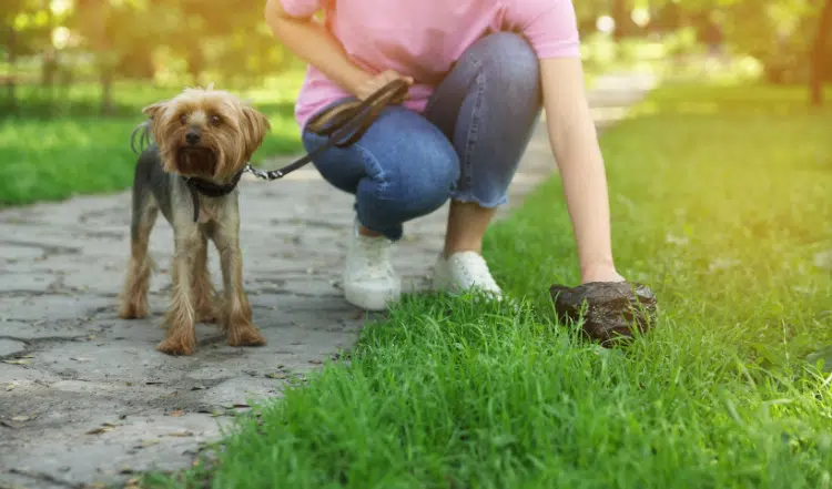 Die Bedeutung von Hundekot: Ein Spiegel der Gesundheit und Ernährung