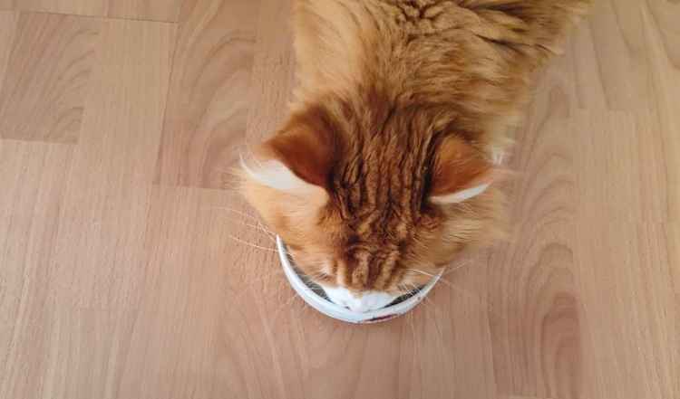 Die Fütterung von Katzen