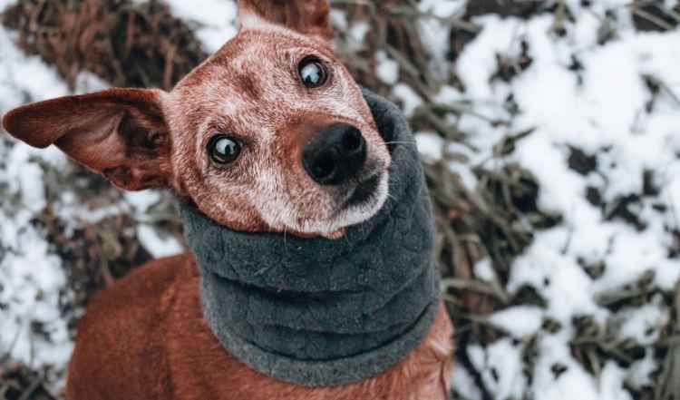 Tipps für die Fütterung im Winter