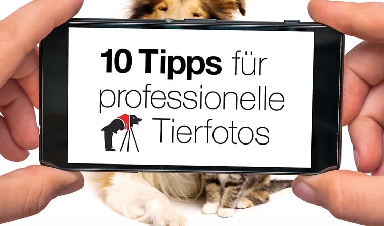 10 Tipps für professionelle Tierfotos