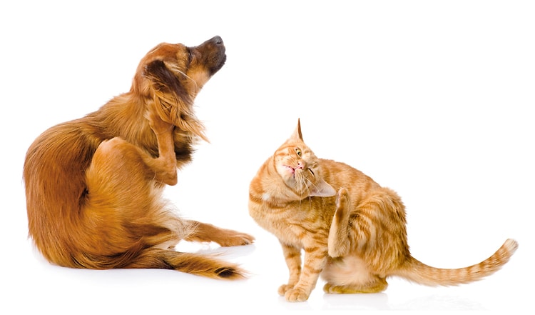 Lästige Störenfriede – äußere Parasiten bei Hund & Katze