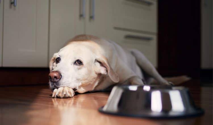 Hund frisst nicht: Was tun bei Appetitlosigkeit?