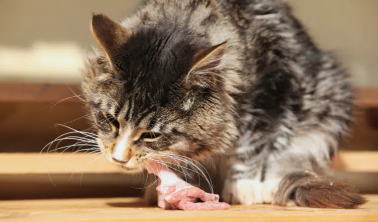 Mikronährstoffe für Deine Katze: Vitamine & Mineralien