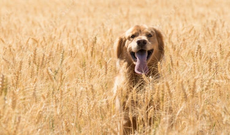 Getreide in der Hundeernährung – gut oder schlecht?