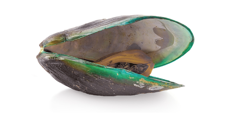 Gr&uuml;nlippmuschel