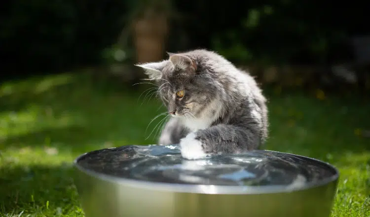 Deine Katze trinkt nicht? Das kannst Du tun!
