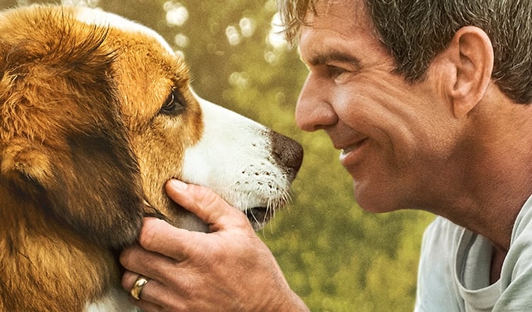 Jetzt Kinotickets gewinnen: Bailey – Ein Hund kehrt zurück!