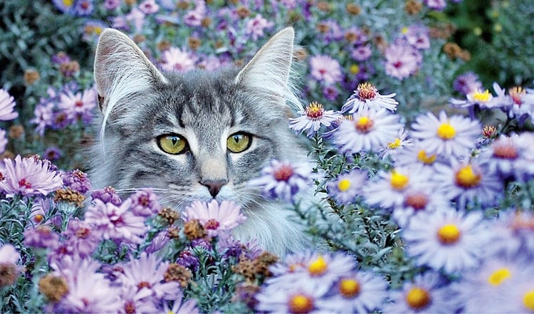 Die Norwegische Waldkatze