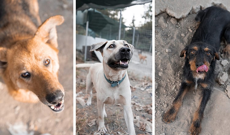 Hilfe für griechische Streuner