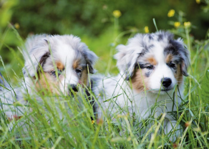Der Miniature Australiean Shepherd und seine Rassemerkmale
