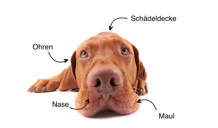 Gef&auml;hrdete Hautpartien f&uuml;r Sonnenbrand bei Hunden