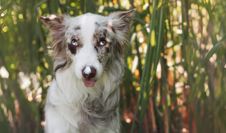 Braucht Dein Hund Sonnencreme?
