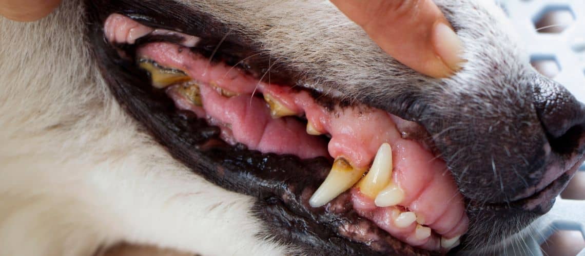 Zahnfleischentz&uuml;ndung