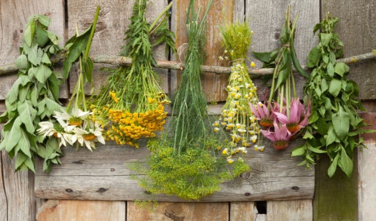 Das Kräuterhandbuch für Hunde: Gesunde und Giftige Kräuter für Hunde