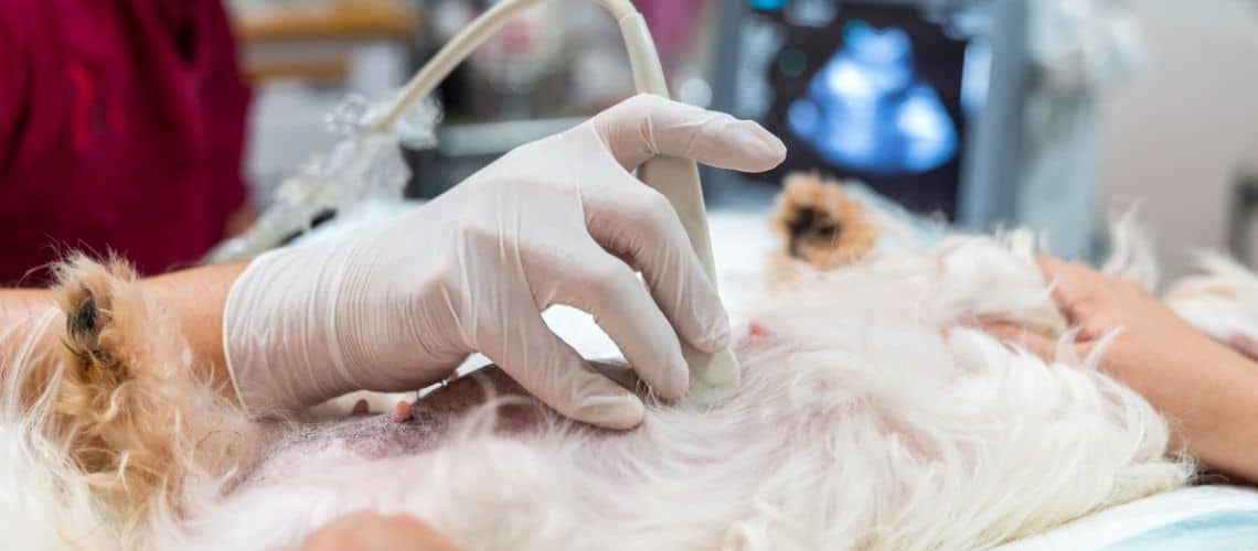 Hund beim Arzt zur Untersuchung einer Blasenentz&uuml;ndung.