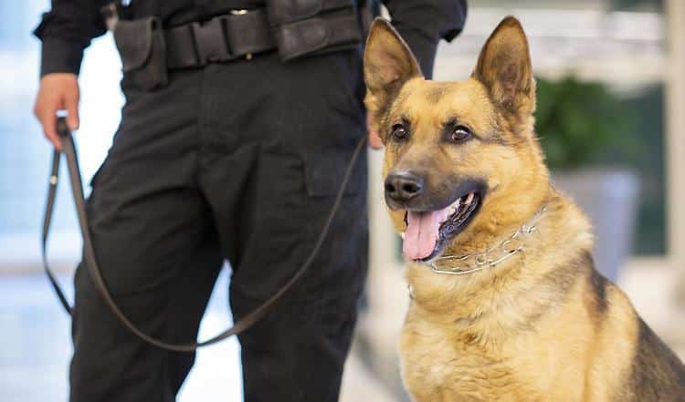 Der Polizeihund – Gebrauchshund
