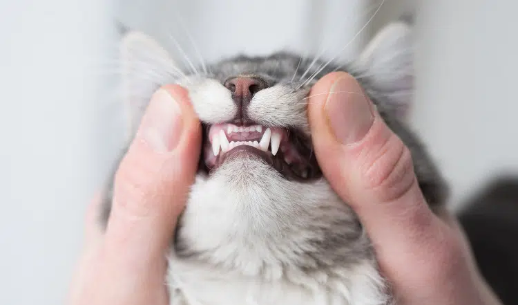 Das Gebiss der Katze: Eine Wunderleistung der Natur