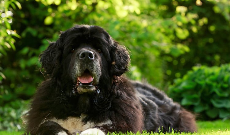 BARF bei Gelenkerkrankungen wie Arthrose & Hüftdysplasie (HD)