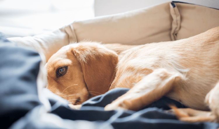 Erkältung bei Hunden