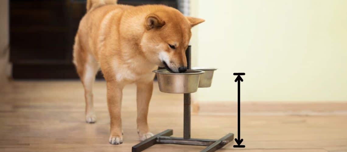 Hund frisst aus erh&ouml;htem Hundenapf.