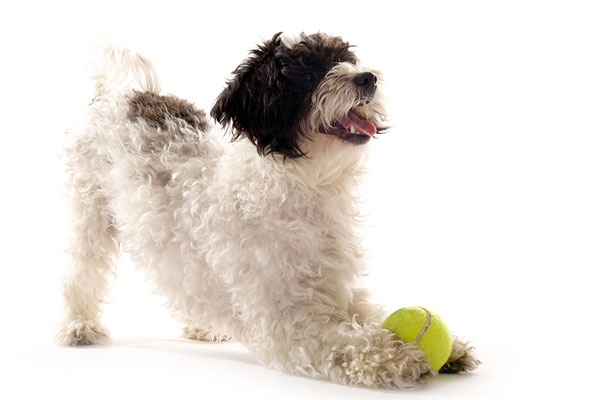 Spielaufforderung: Dein Hund möchte mit dir oder Artgenossen spielen!