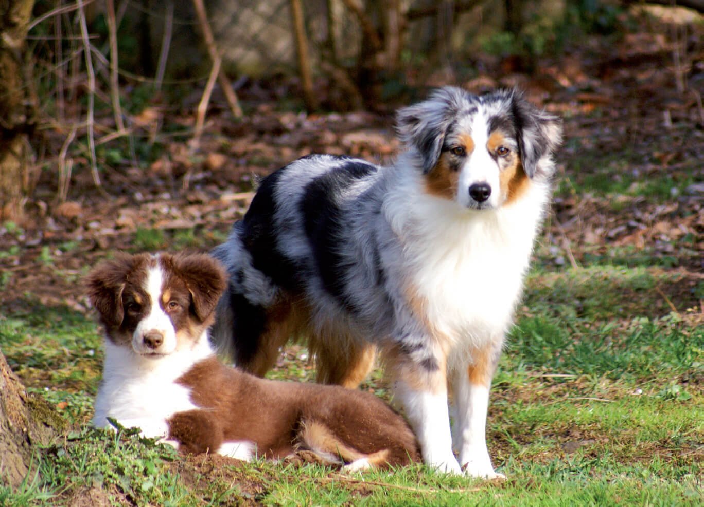 Aus der Miniature Australian Shepherd Zucht von Manuela Haydn