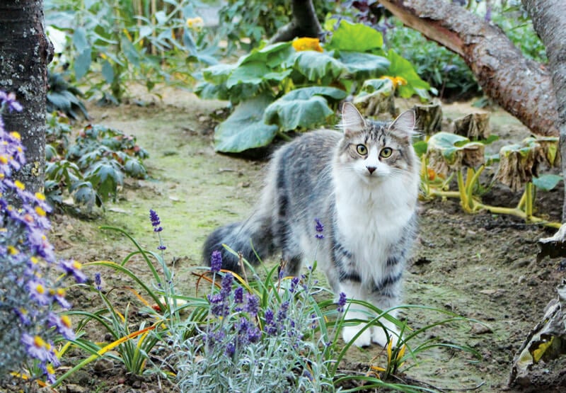 Norwegische Waldkatze aus der Zucht "von Goetheburg"