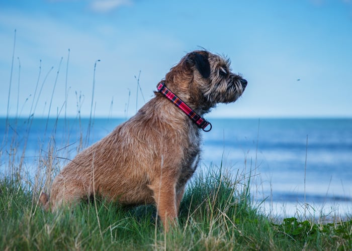 Ein Border Terrier für alle Fälle