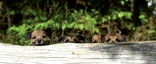 Die Border Terrier von Beate Kühl